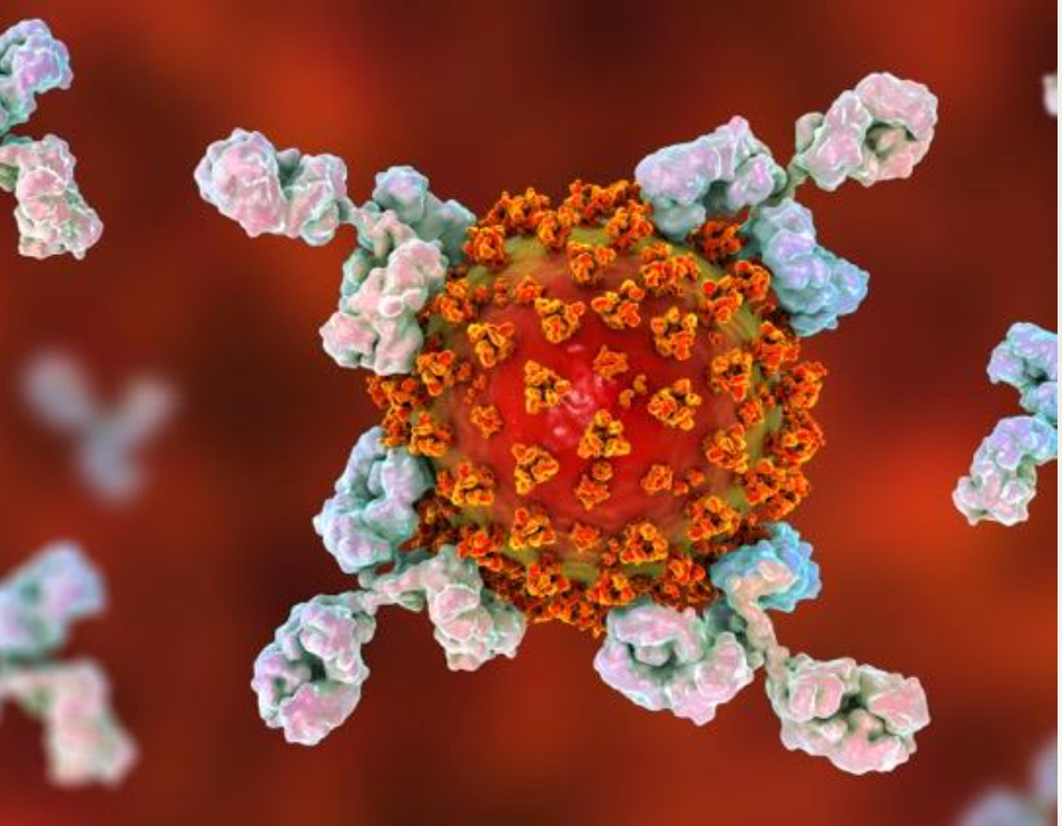sars-cov-2-antibody antibody image