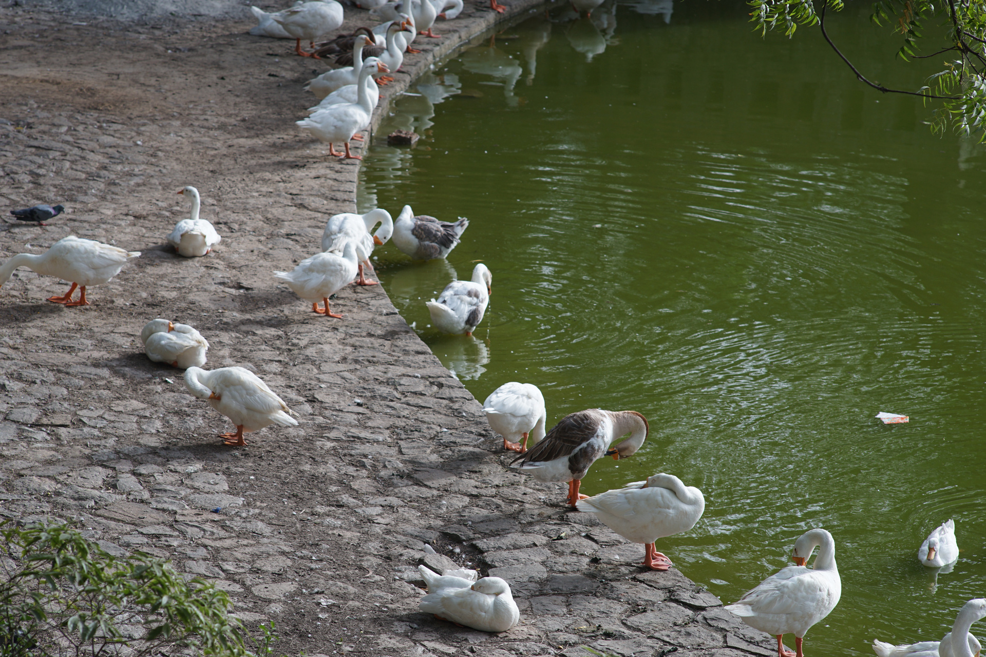 DSC01104 DSC01104