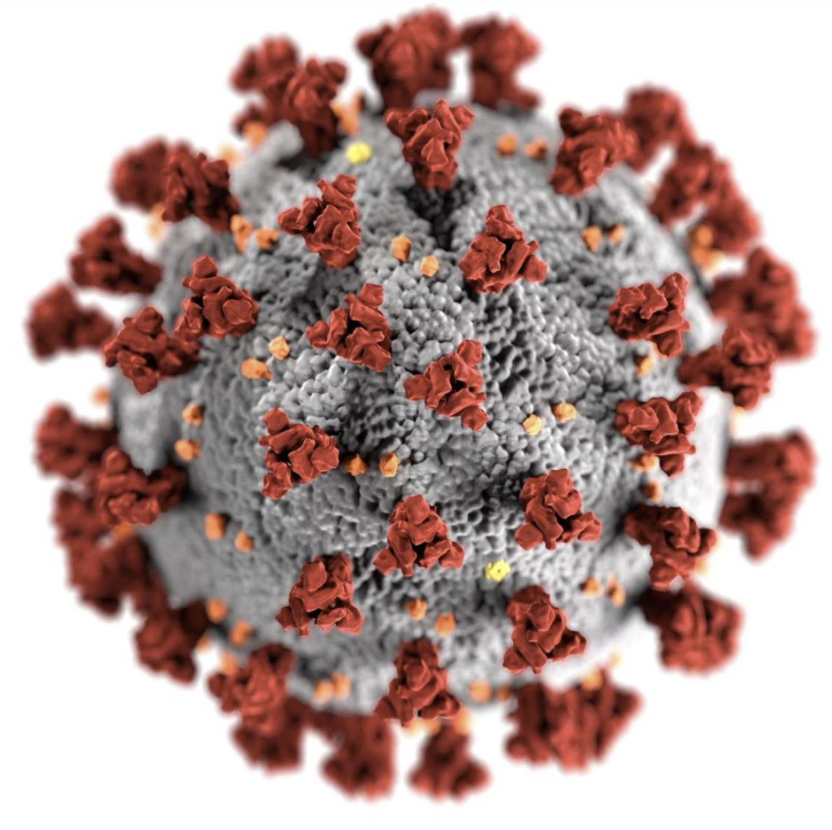 Coronavirus Covid 19 Coronavirus Covid 19