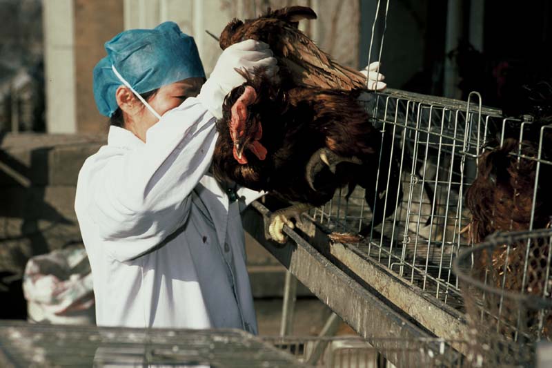 China - Avian influenza China - Avian influenza